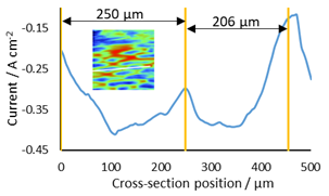 Cross section used to determine length of ep-ithelial cells. The cross section measured is shown as a white line on the thumb nail inset.